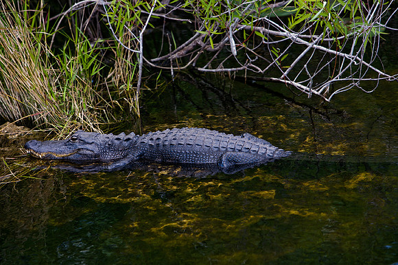 84673_ZV4N_1391_Everglades_Shark_Valley_FL_USA
