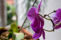 20140705__Fisher_Flower_Plants_9C7C8207