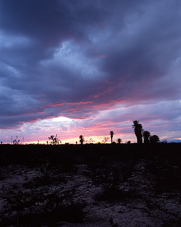 4000_20080719_ADS_Mexican_Landscape_Mexico_114