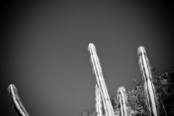 0031_La_Arizona_5L8Y5218