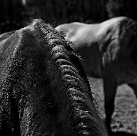 36100_BW_SQ_MT_WHITE_FISH_03_9.jpg