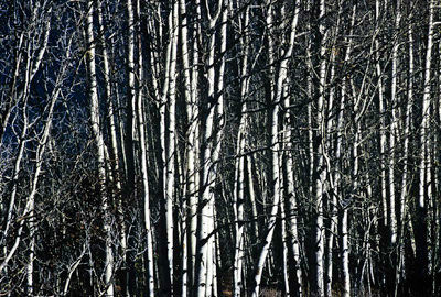 47444_B5_SL_COLOR_TWIN_LAKE_SAN_ISRAEL_NAT_FORREST_COLORADO_WY_97_04-2