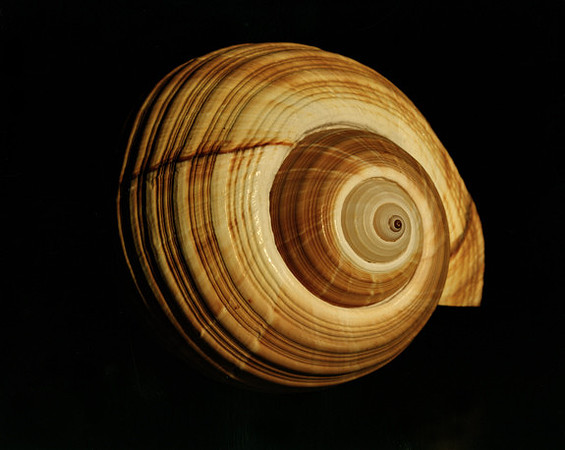 42464_Shells_B