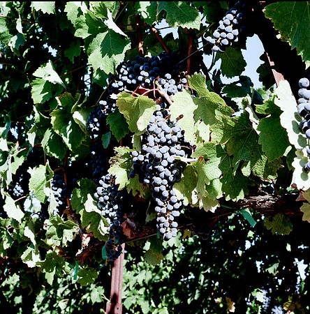 6038_FILM_COLOR_LR_05_USA_CA_2.jpg