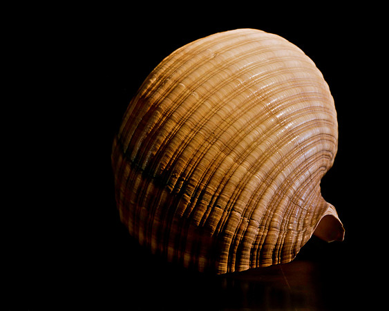 42477_FM_4X5_BW_GIANT_TUM_SHELLS_FL_04_03.jpg