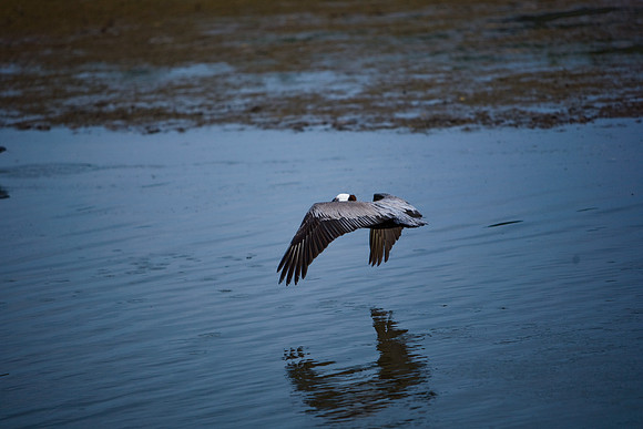 85540_ZV4N7084_Miami_To_Sanibel_Island_FL_Sanibel_FL_USA
