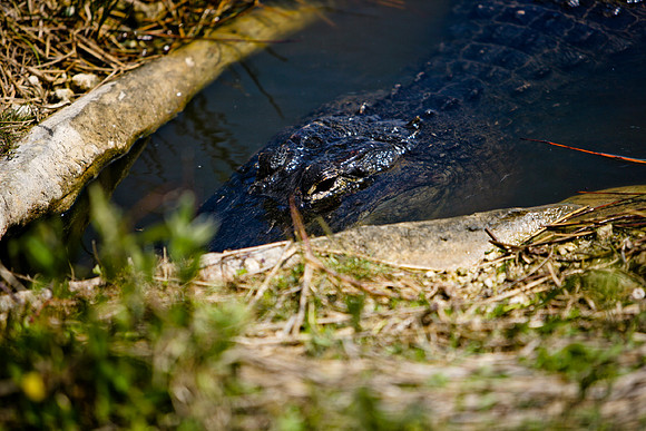 84673_ZV4N_1433_Everglades_Shark_Valley_FL_USA