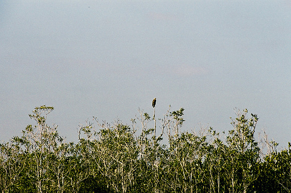 84694_EVERGLADES 33942__Azuley-R8-37