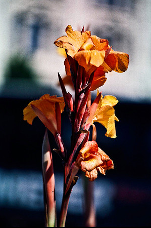 06808_B19_SL_COLOR_VICTORIA_WS_97_10.jpg