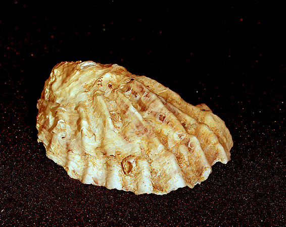 42480_FM_4X5_COLOR_SHELLS_FL_04_02.jpg