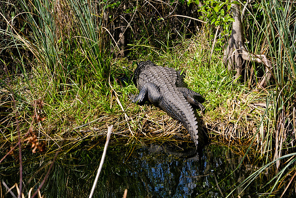 84673_ZV4N_1389_Everglades_Shark_Valley_FL_USA