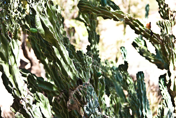 0031_La_Arizona_5L8Y5289