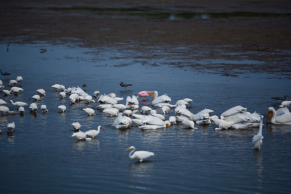 85540_ZV4N7055_Miami_To_Sanibel_Island_FL_Sanibel_FL_USA