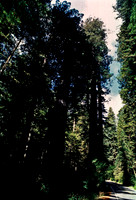 47979_B18_SL_COLOR_REDWOOD_CA_97_09.jpg
