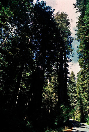 47979_B18_SL_COLOR_REDWOOD_CA_97_09.jpg