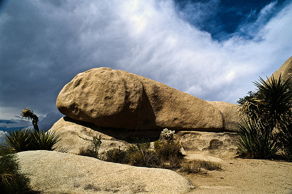 47912_B17_SL_COLOR_JOSHUA TREE_CA_97_25.jpg