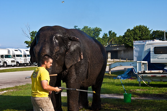 42586_Miami_Brickell_Circus_FL_20080816_IMG_3881