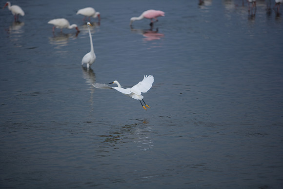 85545_ZV4N_7140_Miami_To_Sanibel_Island_FL