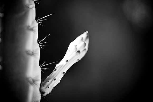 0031_La_Arizona_5L8Y5594