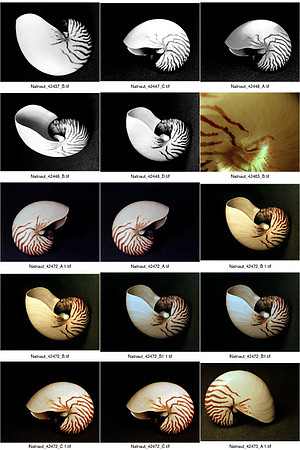 Shells_Contact_Sheet_08