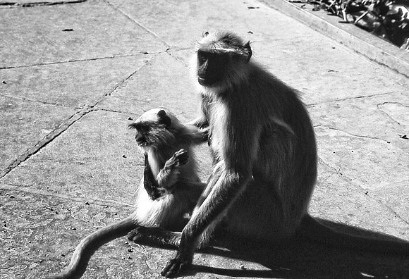 47285_SL_COLOR_INDIA_1987_11