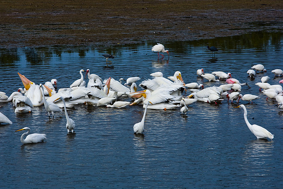 85540_ZV4N7092_Miami_To_Sanibel_Island_FL_Sanibel_FL_USA