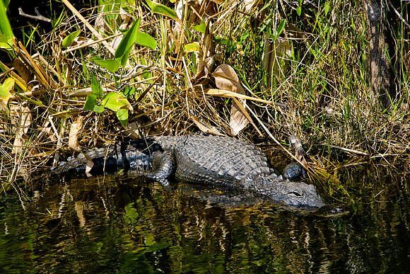 84673_ZV4N_1412_Everglades_Shark_Valley_FL_USA