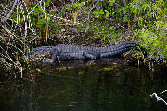84673_ZV4N_1385_Everglades_Shark_Valley_FL_USA