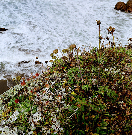 6028_FILM_COLOR_PACIFIC_HIGHWAY_LR_USA_CA_05_4.jpg