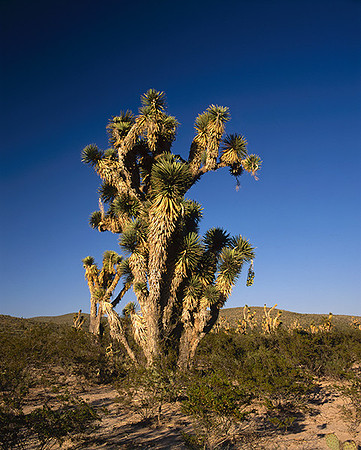 4000_20080719_ADS_Mexican_Landscape_Mexico_P098