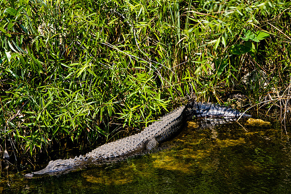 84673_ZV4N_1404_Everglades_Shark_Valley_FL_USA
