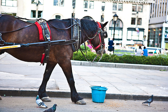 3885_DG_New_York_2010_ZV4N2402