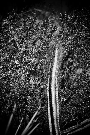 0031_La_Arizona_5L8Y5273