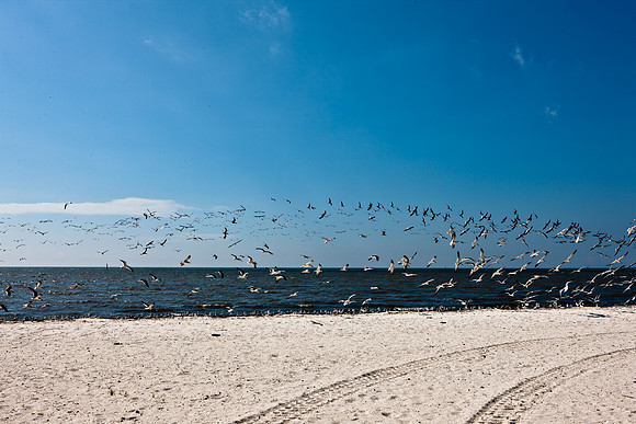 0036-NEW_ORLEANS_TO_PANAMA_CITY_BEACH_5L8Y1137
