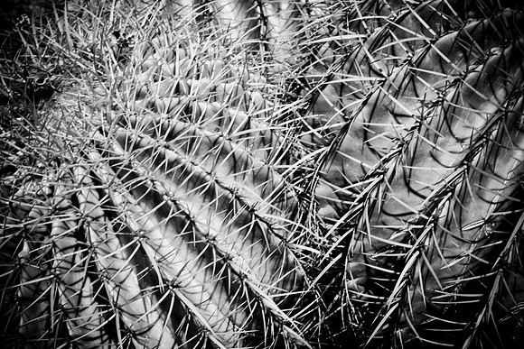 0031_DG_Cactus_Scottsdale_AZ_USA_2009_5L8Y5233