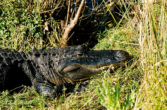 84694_EVERGLADES 33942R5__Azuley-R5-32