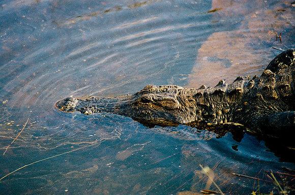 84694_EVERGLADES 33942__Azuley-R8-8