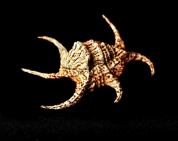 42470_FM_4X5_COLOR_CHIAGRA_SHELLS_FL_04_24.jpg