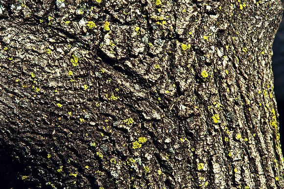 0258_FM_COLOR_MINESOTA_99_36.jpg