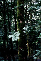 47948_B18_SL_COLOR_BROOKINS_OR_97_17.jpg