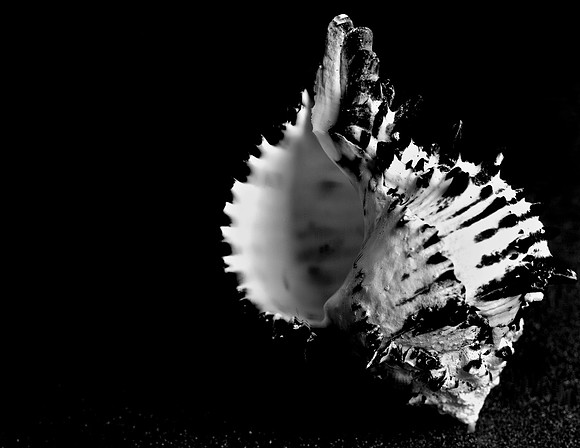 42456_FM_4X5_BW_BLACK_MUREX_SHELLS_FL_04_13.jpg