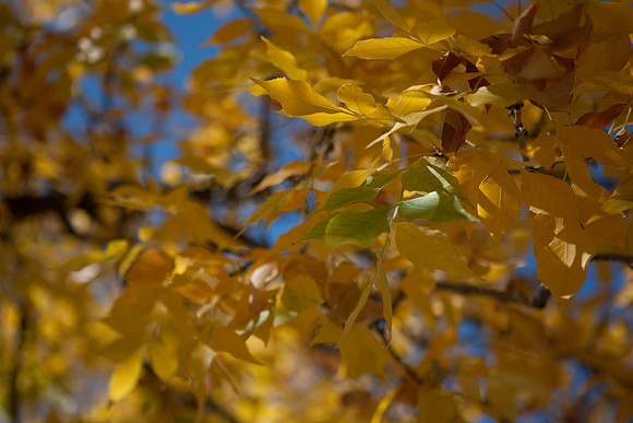 20080829_DVD15_DG_USA_Aspen_2379_full_blead