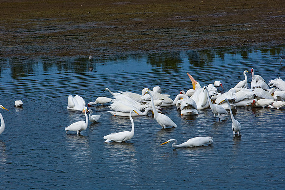 85540_ZV4N7093_Miami_To_Sanibel_Island_FL_Sanibel_FL_USA