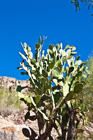 0031_La_Arizona_5L8Y5291