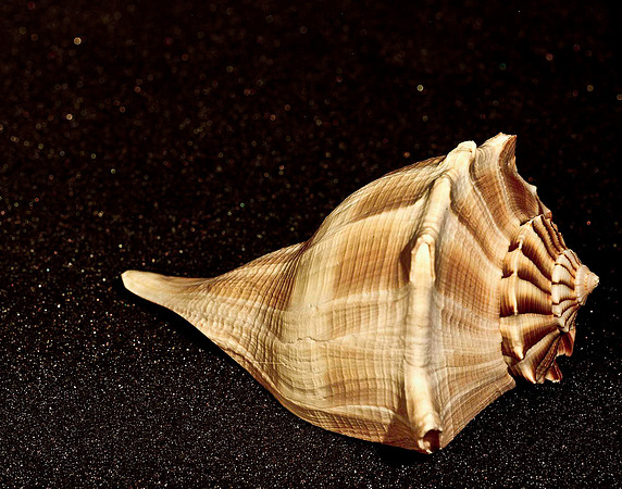 42466_FM_4X5_COLOR_WHELK_LIGHTING_SHELLS_FL_04_07.jpg