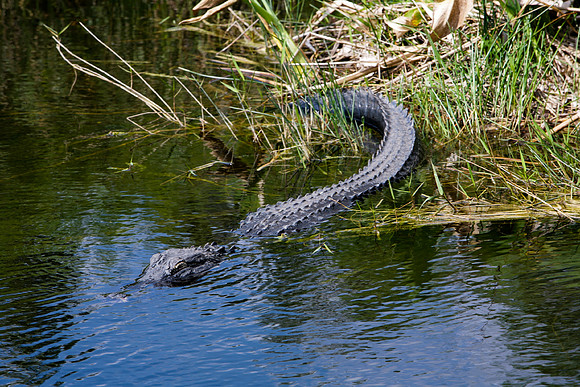 84673_ZV4N_1377_Everglades_Shark_Valley_FL_USA