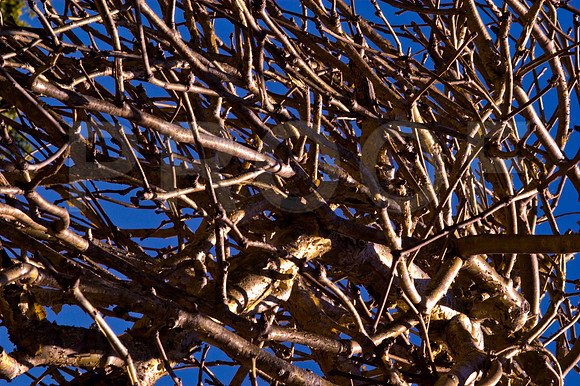 84775_DSC_0113_Fairchild_Garden_Miami_FL_USA