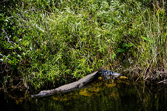 84673_ZV4N_1401_Everglades_Shark_Valley_FL_USA