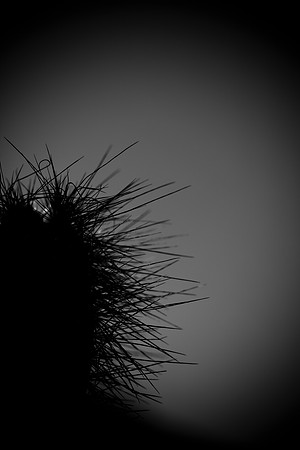 0031_La_Arizona_5L8Y5600