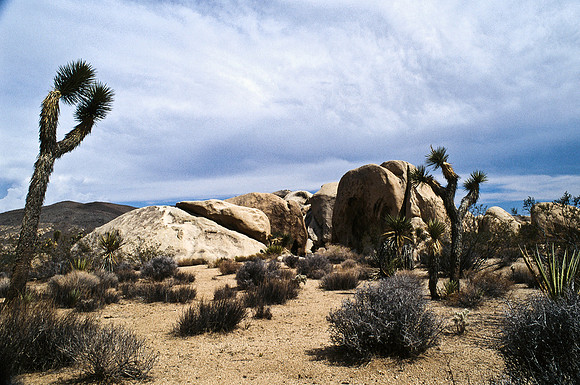 47912_B17_SL_COLOR_JOSHUA TREE_CA_97_24.jpg